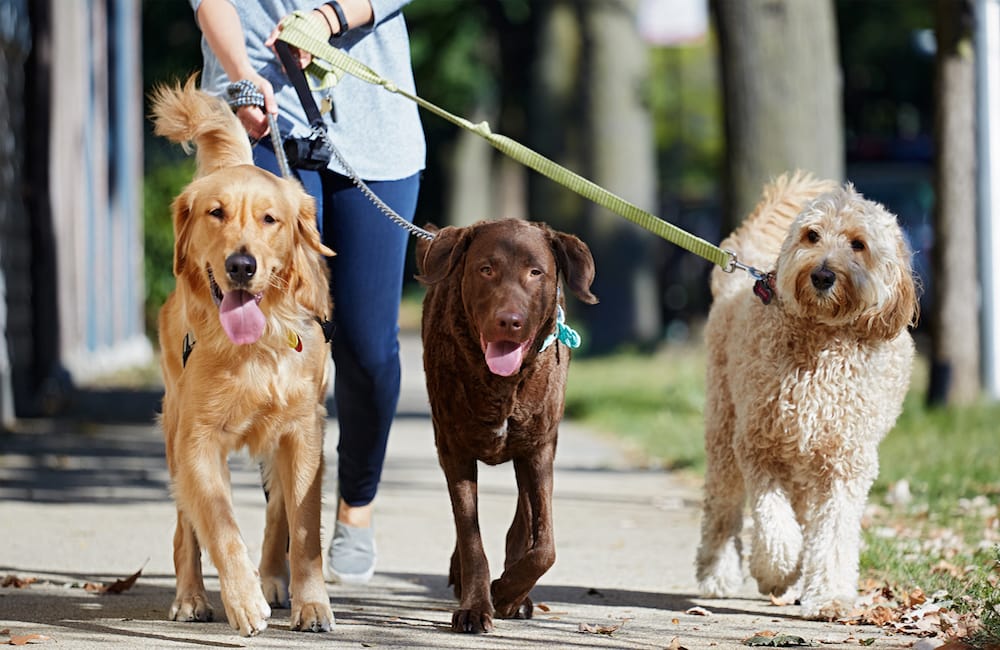 Here’s How To Easily Start a Dog Walking Business in Your Neighborhood ...